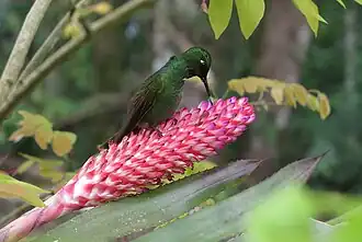 Description de l'image Aechmea vanhoutteana (10.3897-BDJ.8.e50837) Figure 7 a.jpg.