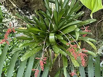 Description de l'image Aechmea winkleri BG Meise 37931.JPG.