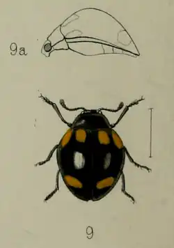 Aegithus bartletti