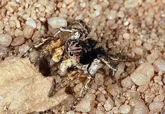 Description de cette image, également commentée ci-après