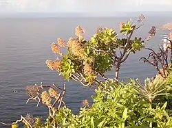 Arbuste en bourgeons en février à Tenerife.