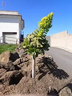 Cyme dense en février à Tenerife.