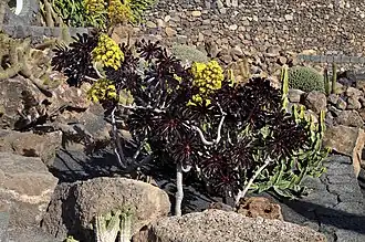 Aeonium arboreum var. atropurpureum