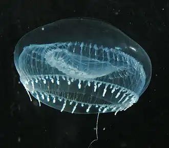 Aequorea victoria, une Leptothecata