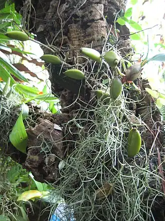 Description de l'image Aeschynanthus pulcher, RBGE 2009.jpg.