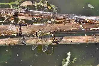 Ponte d' Aeshna mixta