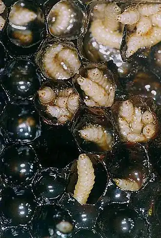 Description de cette image, également commentée ci-après