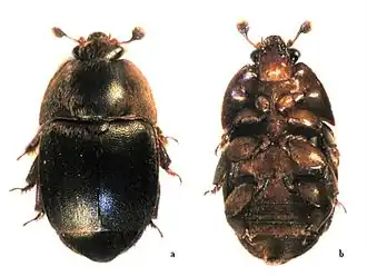 Description de cette image, également commentée ci-après