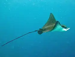 Une raie aigle (Aetobatus narinari)