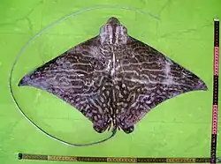 Aetomylaeus maculatus