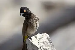 Un bulbul brunoir en équilibre sur un bout de roche penche la tête en arrière sur le côté et montre un œil brillant.