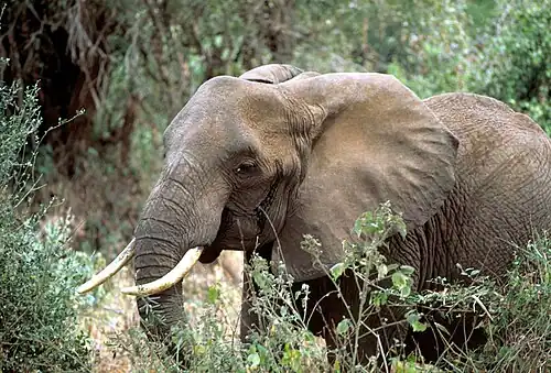 Éléphant d'Afrique.