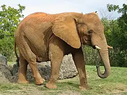 Elephant africain