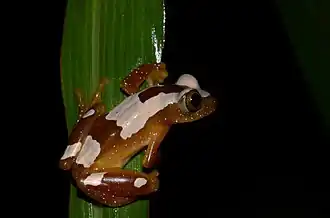 Description de l'image Afrixalus paradorsalis.jpg.