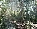 Newlands Forest, Le Cap