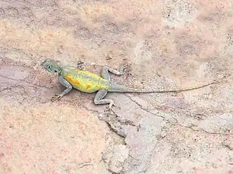 Description de l'image Agama_impalearis.jpg.