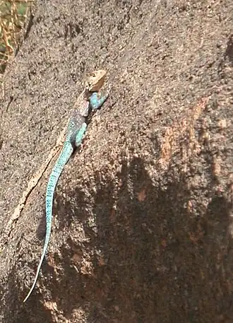 Description de l'image Agama tassiliensis.jpg.