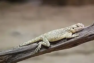 Description de l'image Agama turkestánská 0144u.jpg.