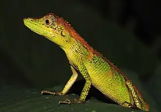 Description de l'image Agamidae in W-Javan rainforest (5022318069).jpg.