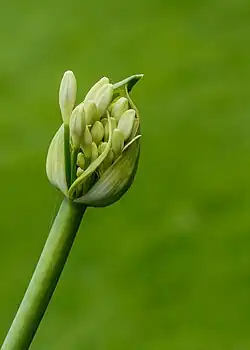 Agapanthus 'White Heaven', bouton floral.