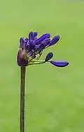 Agapanthus 'Windlebrook', bouton floral.