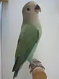 Jeune Aqua.