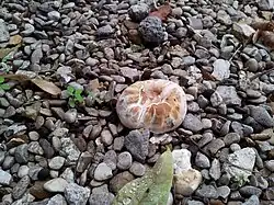 Agaric des trottoirs dans l'allée d'un parc à Paris