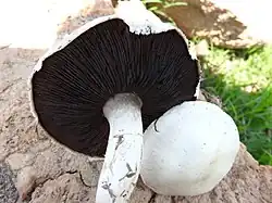 ...puis devenant brunes à marron avec l'âge.