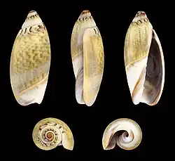 Agaronia hiatula