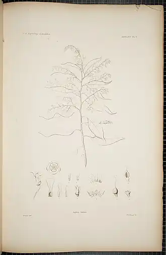 Description de l'image Agatea violaris.jpg.