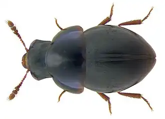 Description de l'image Agathidium atrum (Paykull, 1798) (3559447750).jpg.