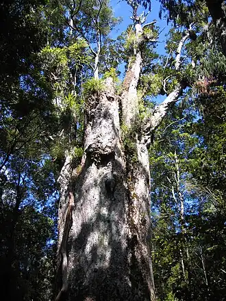 Le sommet de Te Matua Ngahere en octobre 2007