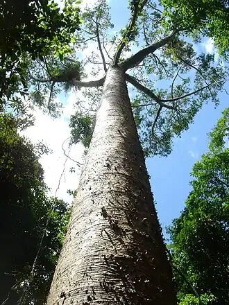 Description de l'image Agathis microstachya Bull Kauri.jpg.