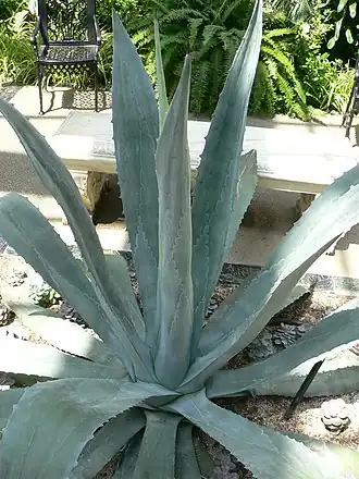 Rosette de feuilles de Agave americana