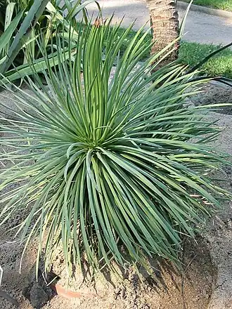 Description de l'image Agave_stricta.jpg.