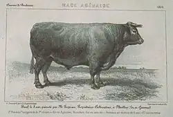 image noir et blanc représentant un bœuf de forme parallélépipédique à pattes courtes.