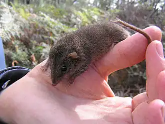 Description de l'image Agile Antechinus (Antechinus agilis) on hand.jpg.
