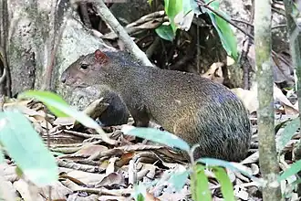 Agouti