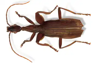 Description de l'image Agra schwarzeneggeri.png.