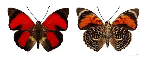 Agrias claudina - MHNT