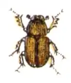 Description de l'image Agrilinus.rufus.-.calwer.21.26.jpg.