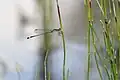 Agrion élégant (Ischnura elegans) dans un marais tourbeux alcalin