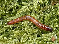 photo d'une larve de Taupin des moissons ("ver fil de fer")