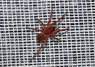 Description de l'image Agroeca proxima.jpg.