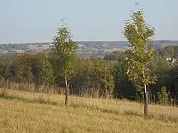 Cormiers en agroforesterie intraparcellaire sur prairie, Marçon, Sarthe