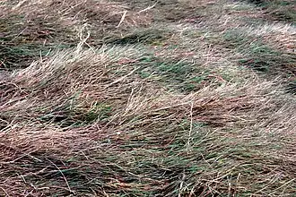 Description de l'image Agrostisviridis.jpg.