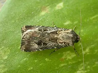 Description de l'image Agrotis munda 1.jpg.