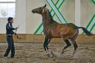 Cheval qui se cabre et résiste à sa tenue en main.