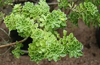 Description de l'image Aichryson pachycaulon IMG 2398.jpg.