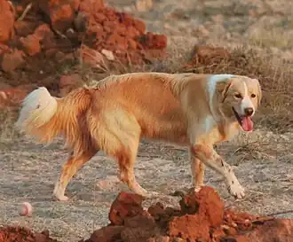 Image illustrative de l’article Aïdi